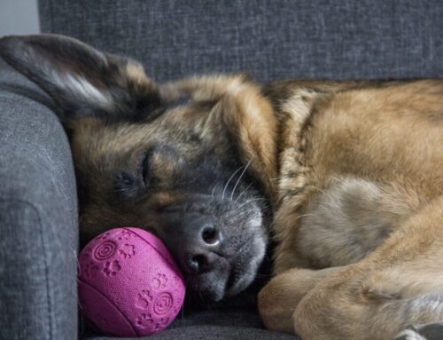 Solid Reasons Dogs Are Better Than Cats