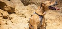 a review of the ruffwear doubleback harness my little and large pet products marketplace