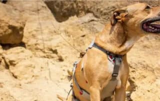 a review of the ruffwear doubleback harness my little and large pet products marketplace