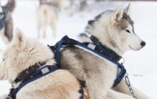 best dog harness brands & models for active dogs my little and large pet products marketplace