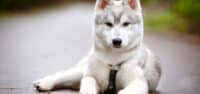 best large dog harnesses choose from top brands my little and large pet products marketplace