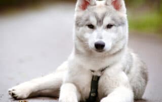 best large dog harnesses choose from top brands my little and large pet products marketplace