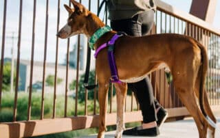 find the best large dog harness my little and large pet products marketplace