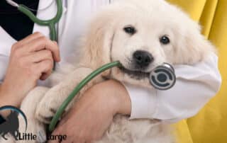 finding a vet clinic my little and large pet products marketplace