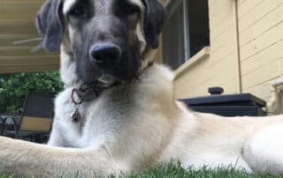 great thing about dogs my little and large pet products marketplace