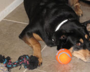 in home dog training programs recommended for pets my little and large pet products marketplace