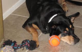 in home dog training programs recommended for pets my little and large pet products marketplace