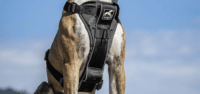 A happy dog wearing the Kurgo Tru-Fit Dog Harness from My Little and Large Pet Marketplace, walking safely and comfortably—shop now for premium dog gear.