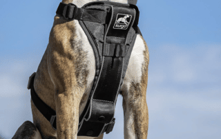 A happy dog wearing the Kurgo Tru-Fit Dog Harness from My Little and Large Pet Marketplace, walking safely and comfortably—shop now for premium dog gear.