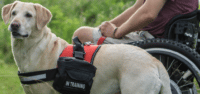 Image of the Doggie Stylz Service Dog Harness with saddle packs, showing durable nylon build and tactical functionality. Ideal for service dogs and working breeds. Shop now at My Little and Large Pet Marketplace for trusted dog harness solutions.