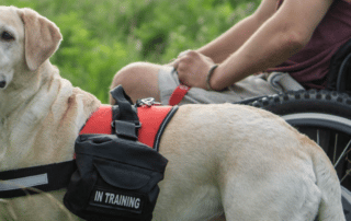 Image of the Doggie Stylz Service Dog Harness with saddle packs, showing durable nylon build and tactical functionality. Ideal for service dogs and working breeds. Shop now at My Little and Large Pet Marketplace for trusted dog harness solutions.