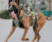 petac gear tactical dog harness k9 working dog vest military dog training harness my little and large pet products marketplace