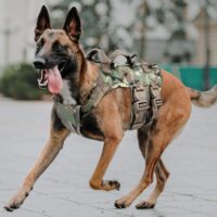 petac gear tactical dog harness k9 working dog vest military dog training harness my little and large pet products marketplace