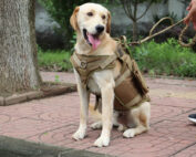 pet artist tactical dog harness heavy duty design review my little and large pet products marketplace