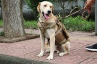 pet artist tactical dog harness heavy duty design review my little and large pet products marketplace