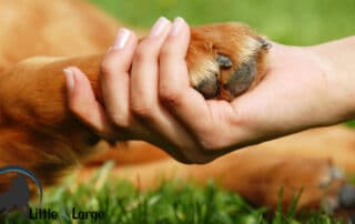 pet photography making mementos with your dog my little and large pet products marketplace