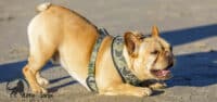 small dog harness reviews benefits of small dogs my little and large pet products marketplace