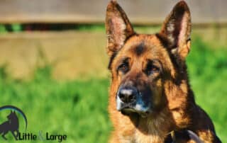 taking care of your dog for a long & healthy life my little and large pet products marketplace