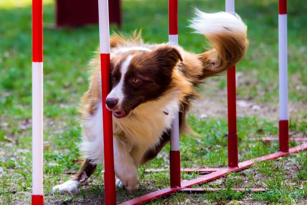best dog agility training supplies my little and large pet products marketplace