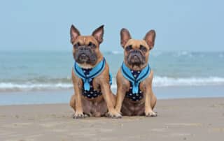 best dog harness my little and large pet products marketplace