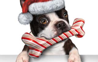 best pet supplies online my little and large pet products marketplace