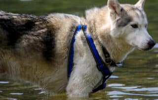 dog harnesses for training my little and large pet products marketplace