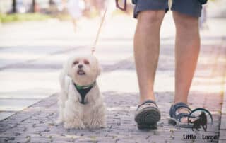 best dog harnesses my little and large pet products marketplace