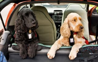 car dog harnesses my little and large pet products marketplace