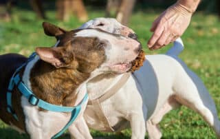 harnesses vs collars for your dog my little and large pet products marketplace