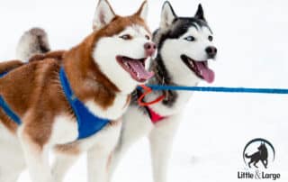 harnesses for large dogs my little and large pet products marketplace