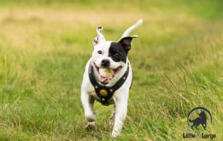 leather dog harnesses my little and large pet products marketplace