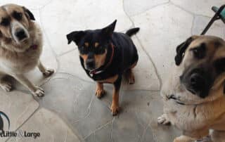 Our Dog Reviewers - My Little and Large Pet Products Marketplace