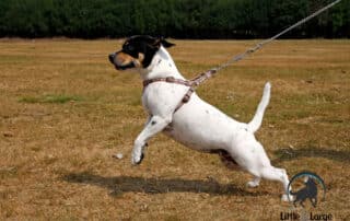 no pull dog harness my little and large pet products marketplace