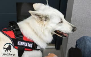 service dog harnesses my little and large pet products marketplace