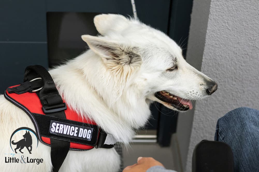 service dog harnesses my little and large pet products marketplace
