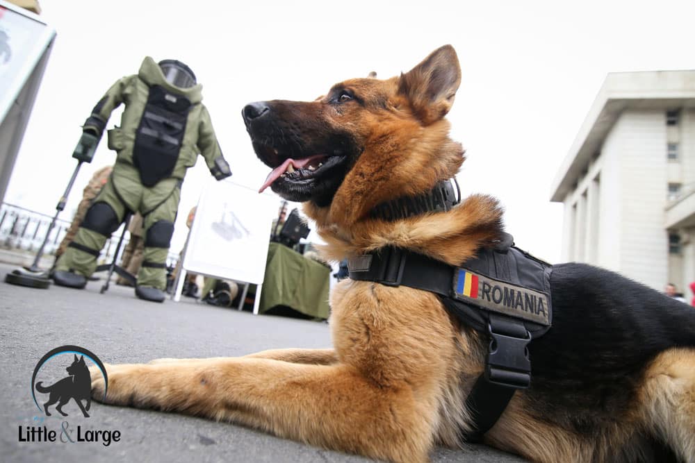 tactical dog harnesses my little and large pet products marketplace