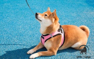 training dog harnesses my little and large pet products marketplace