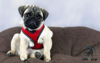 what is a dog harness my little and large pet products marketplace