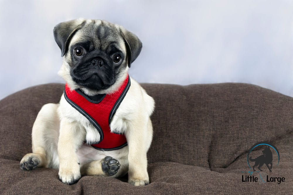 what is a dog harness my little and large pet products marketplace