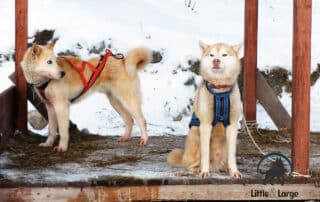 amazon dog harnesses my little and large pet products marketplace