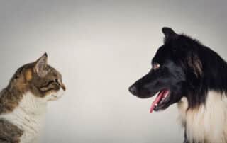 dog vs cat intellagence my little and large pet products marketplace