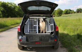 is it easier to travle with a dog or cat my little and large pet products marketplace