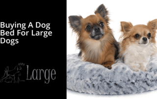 buying a dog bed for large dogs