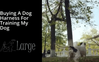 buying a dog harness for training my dog