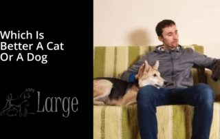 which is better a cat or a dog