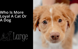 who is more loyal a cat or a dog