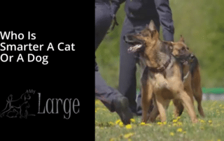 who is smarter a cat or a dog