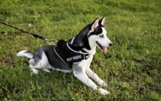 using tactical dog harness