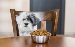 best shopping place to buy pet supplies online