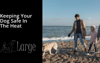 keeping your dog safe in the heat